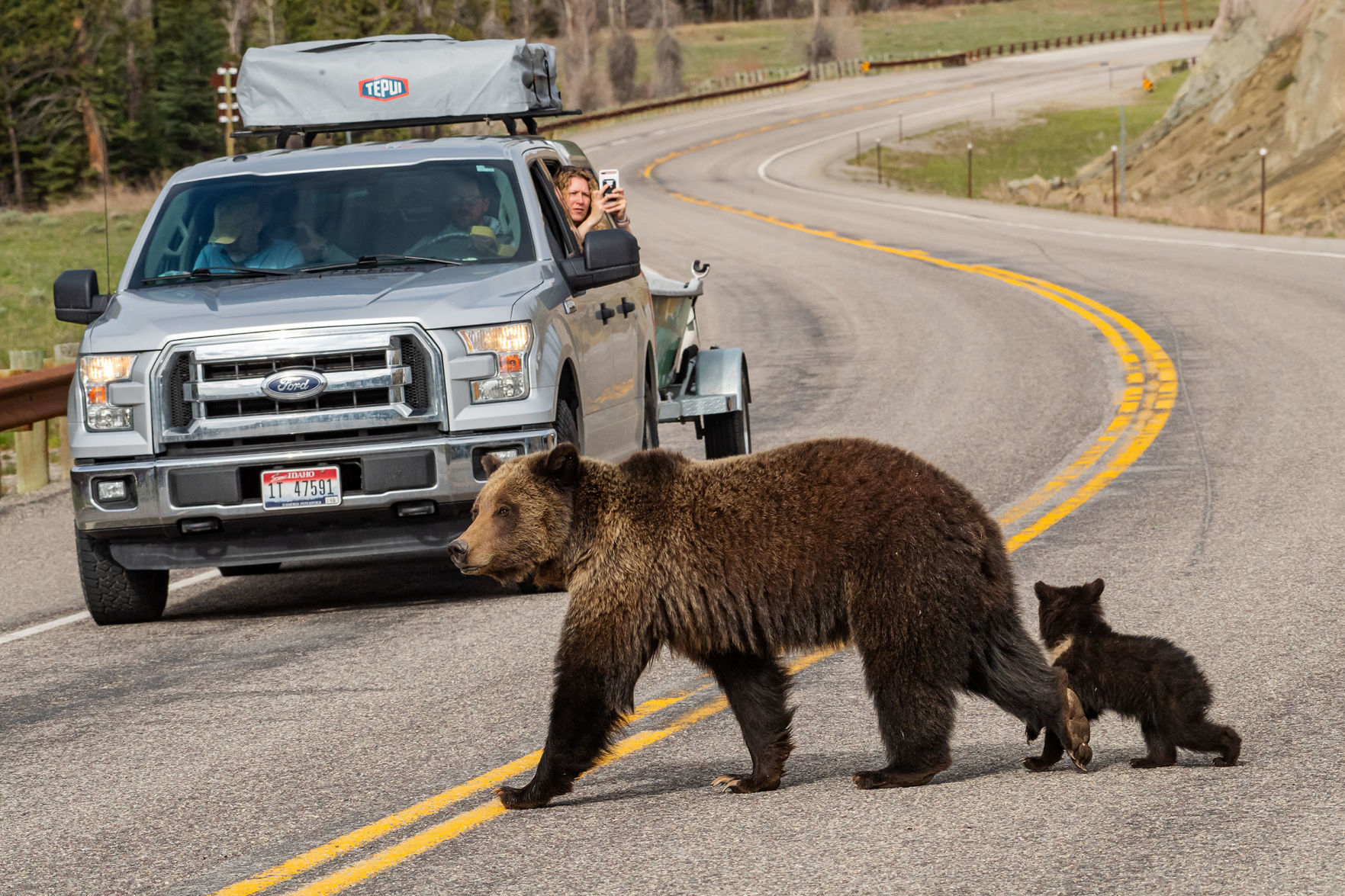 Felicia and grizzly cub